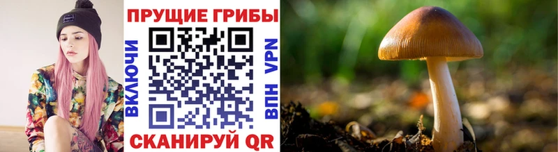 hydra tor Тырныауз Псилоцибиновые грибы Psilocybine cubensis закладки